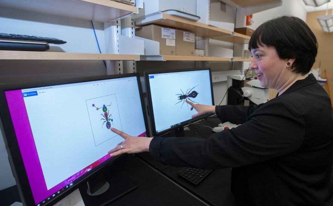 Biological Sciences Graduate Student referencing two diagrams of ants on computers