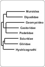 Evolution and phylogeny Drs. DeBry, Petren, Rogstad, Polak, Culley