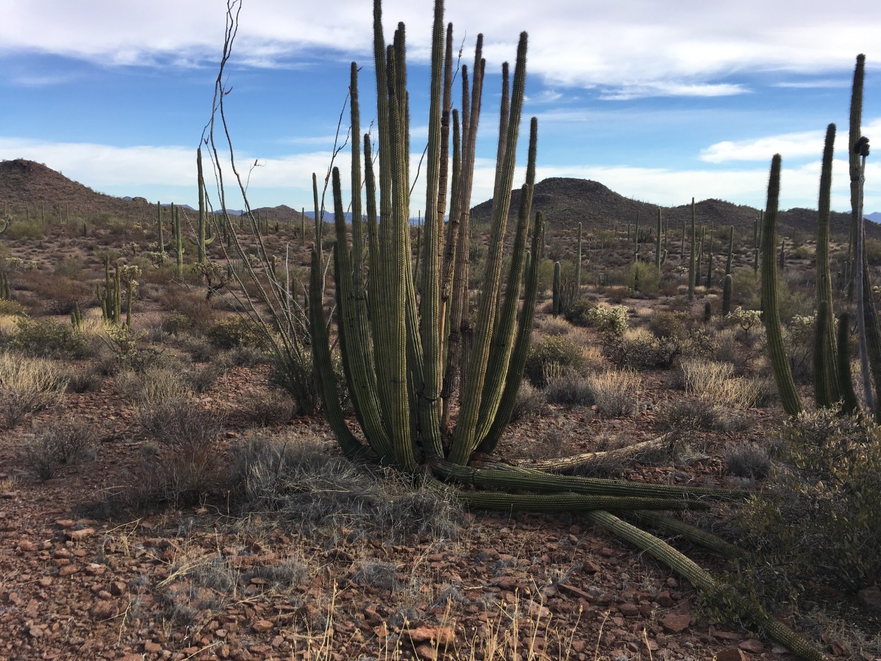 Picture of rotting cacti