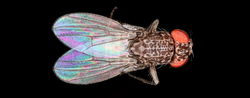 a close up of a fruit fly on a black background