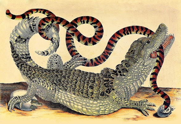 Print of alligator fighting a snake