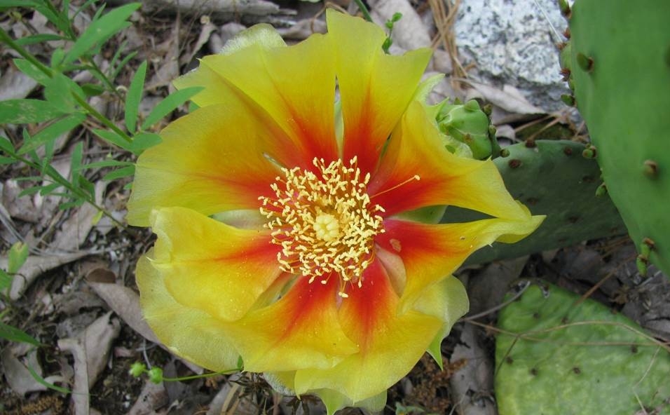 Yellow and orange flower blooming on the ground
